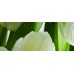Декор ATEM Tulip Maxi 3 W 200 х 500 мм