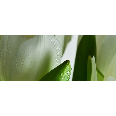Декор ATEM Tulip Maxi 1 W 200 х 500 мм